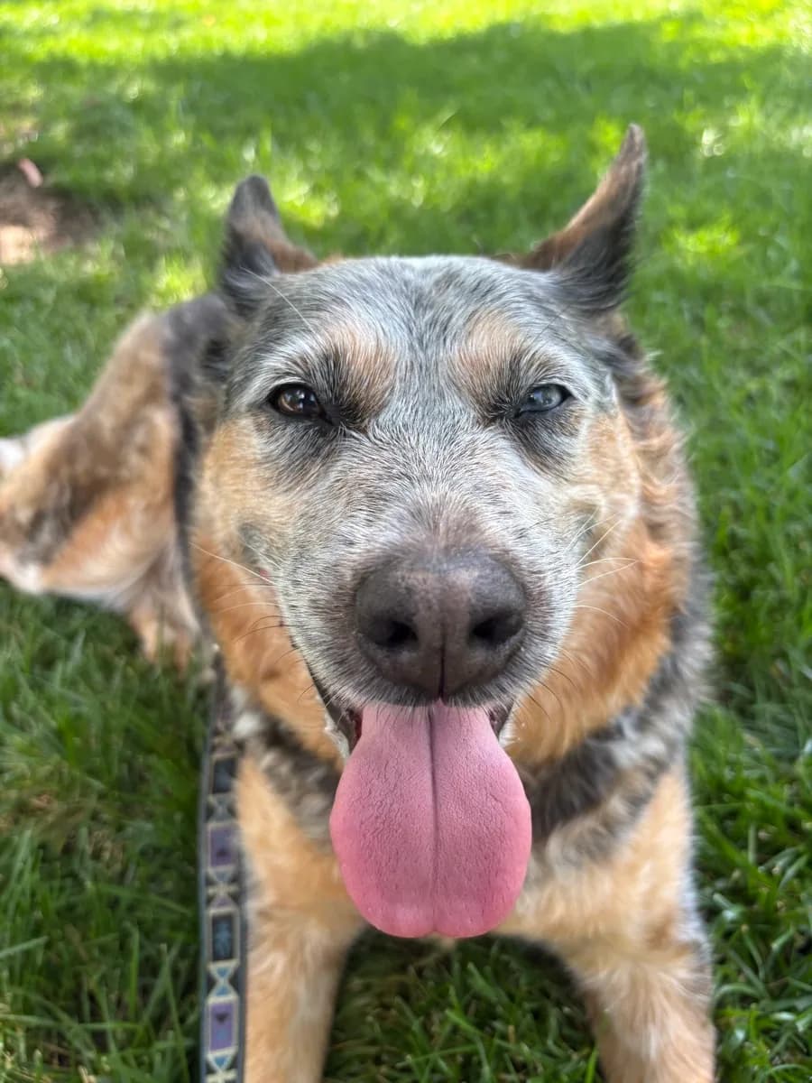 Indi lying in green grass with her tongue out and ears perked up.