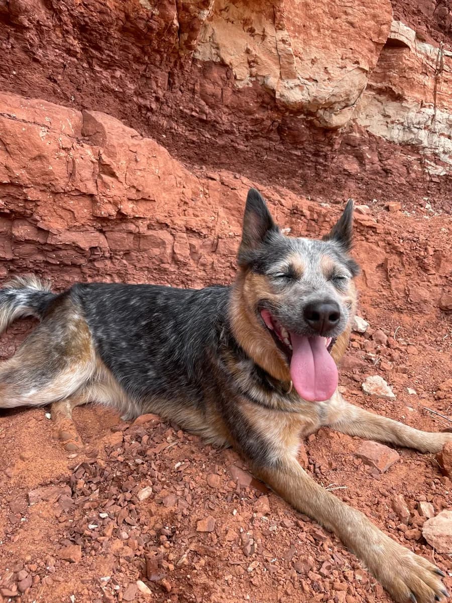 Indi taking a happy, tongue-out rest beside red rocks on a hike.