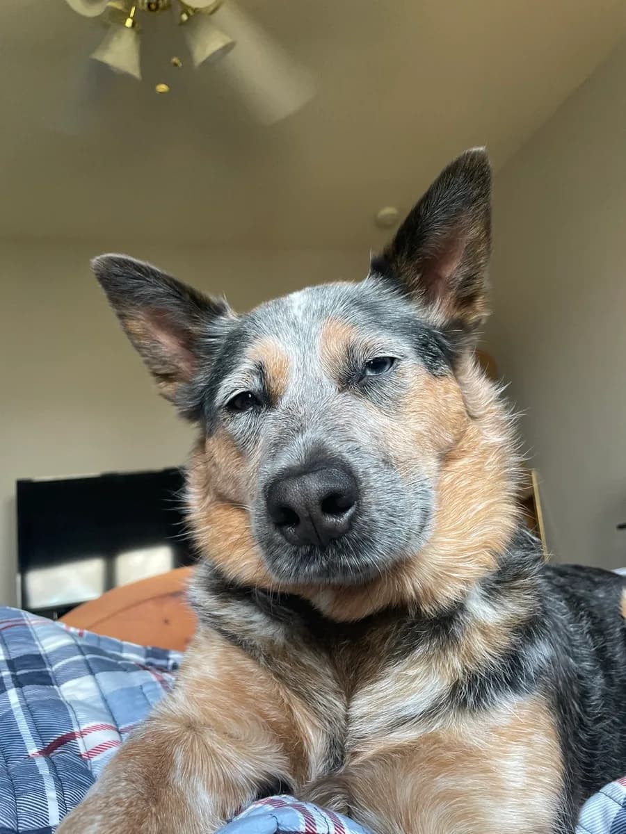 Indi tilting her head with a sleepy, skeptical expression while sitting on a bed.
