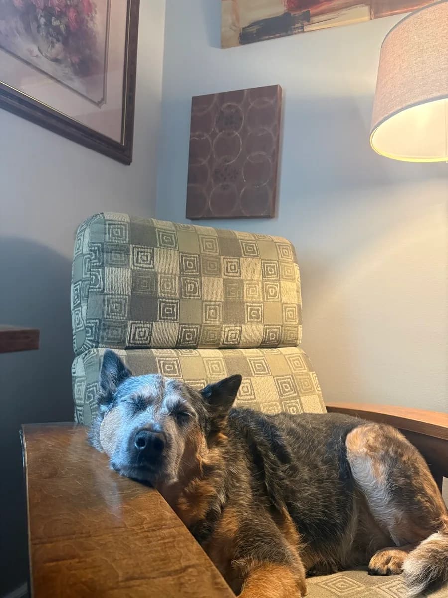 Indi asleep in a patterned armchair, resting her head on the wooden armrest.